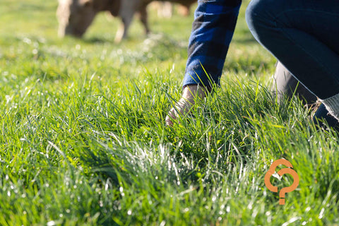 Choosing the right ryegrass