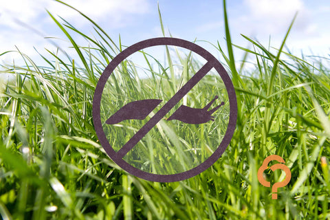 At a glance: Pasture pests