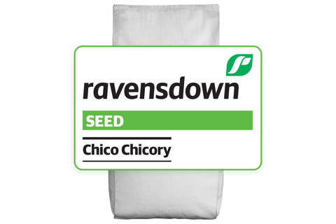 Chico Chicory
