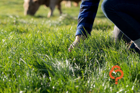 Choose the right perennial ryegrass