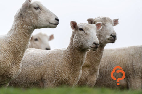 Explore nitrogen products for spring