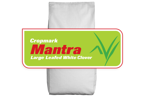 Mantra White Clover