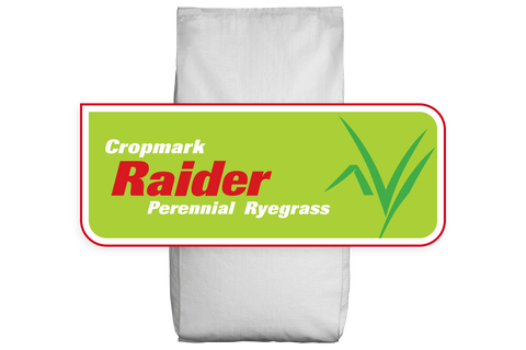 Raider NEA2 Perennial Ryegrass