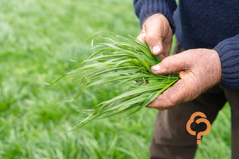 Smarter pasture production with GA