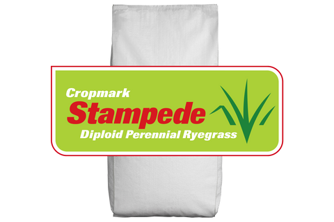 Stampede CM142 Perennial