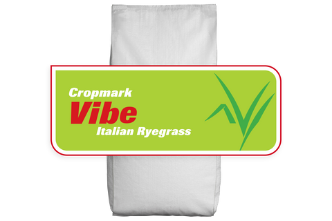 Vibe Italian Ryegrass