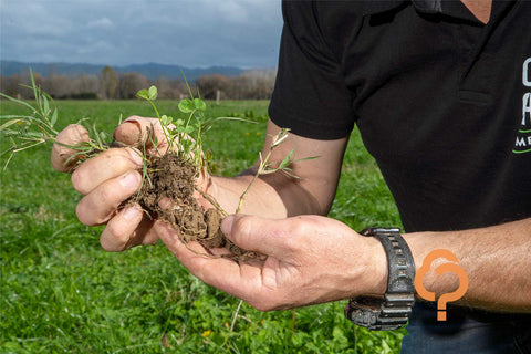 Better winter weed management